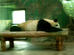 熊貓睡覺
