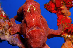 Commersons Frogfish, Richilieu Rock, Thailand
