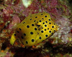 Juvenile Yellow Boxfish, Richilieu Rock, Thailand, Macro Category