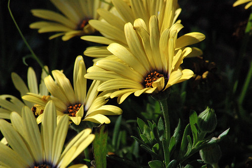 yellow flower #7