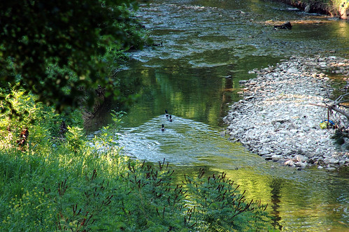 3 Ducks - Spring Creek Preserve