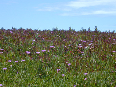 lavendarflowers