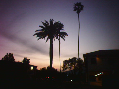 A Palm Sky