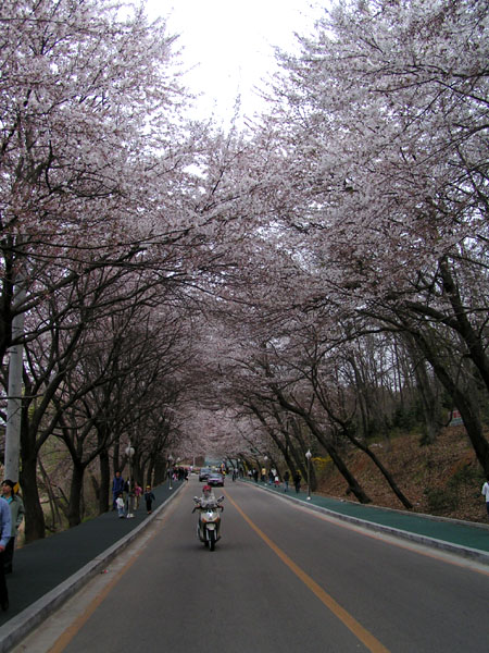 Eunpa Cherry Blossoms