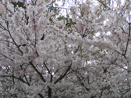 Eunpa Cherry Blossoms  3
