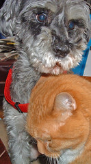 miniature schnauzer and orange tabby cat
