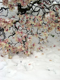 snow_magnolia