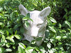 Fox in the ground cover II