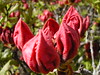 Rhododendron buds