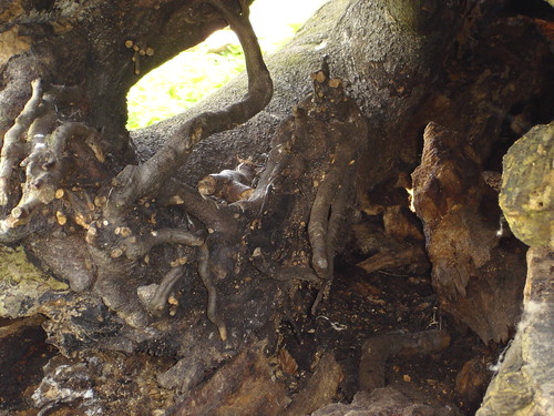 hollow tree trunk