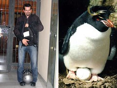 pingüino y Arkangel