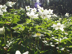 Anemone nemorosa as the ants see them