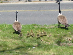 geese-in-yard