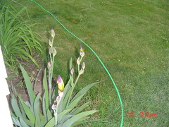 backyard May 10,2005 004