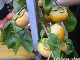 Fresh off the brunches Persimmons