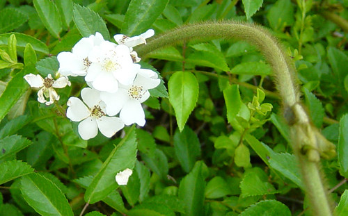 Cherokee rose with kudzu