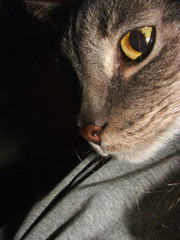 grey tabby cat