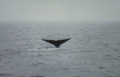 Spermwhale dive3