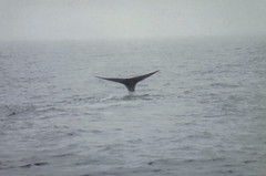 Spermwhale dive2
