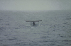 Spermwhale dive1
