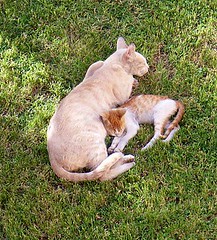 Mum and one kitten on the grass