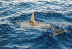 spotted dolphin