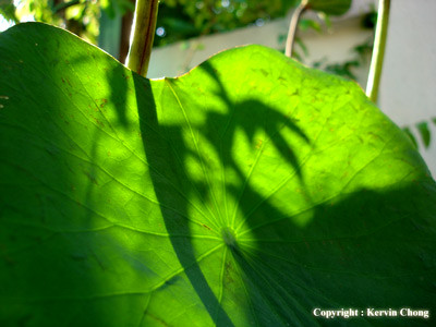 Leaf-shadow
