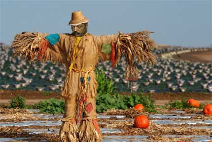 Jesse Jackson as a Scarecrow