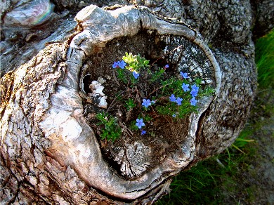 stump w blue flowers-tld