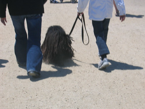 Again, the mop-dog