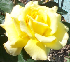 New Yellow Rose