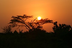 A typical Ugandan sunset. The air is usually a bit hazy from the wood fires. Deforestation is a major problem threatening Africa, and the Rwenzori Mountain area in particular.