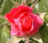 rose_red_icon