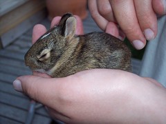 Baby Bunny in Laura's Hand