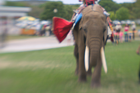 Elephant with Red Blanket
